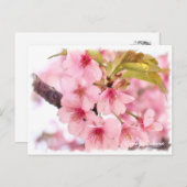 Cherry blossom: Kawazu-Zakura ポストカード Postkarte (Vorne/Hinten)