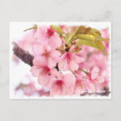 Cherry blossom: Kawazu-Zakura ポストカード Postkarte (Vorderseite)