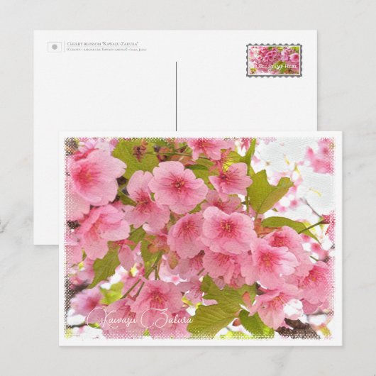 Cherry blossom "Kawazu-Zakura" Postkarte (Vorne/Hinten)