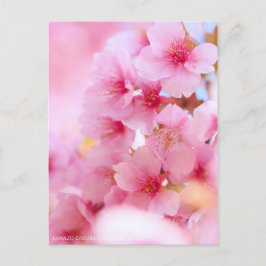 Cherry Blossom "Kawazu-zakura":Postkarte Postkarte