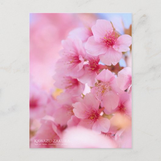 Cherry Blossom "Kawazu-zakura":Postkarte Postkarte (Vorderseite)