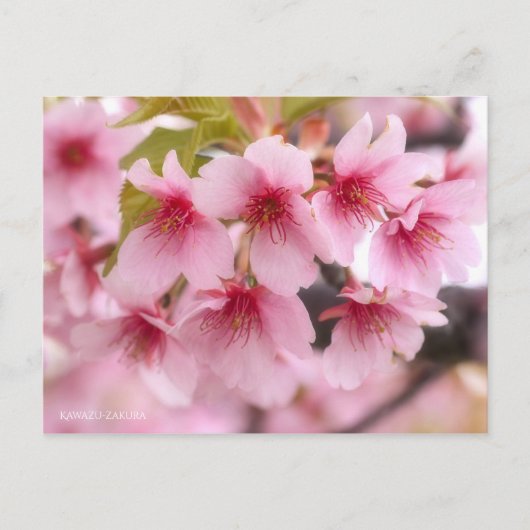 Cherry Blossom "Kawazu-zakura" [Postkarte] Postkarte (Vorderseite)