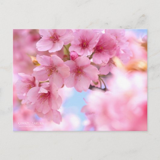 Cherry Blossom "Kawazu-zakura":Postkarte Postkarte (Vorderseite)