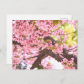 Cherry Blossom "Kawazu-zakura":Postkarte Postkarte (Vorne/Hinten)
