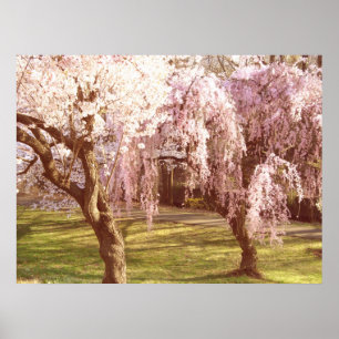 Cherry Blossom Landschaft Poster