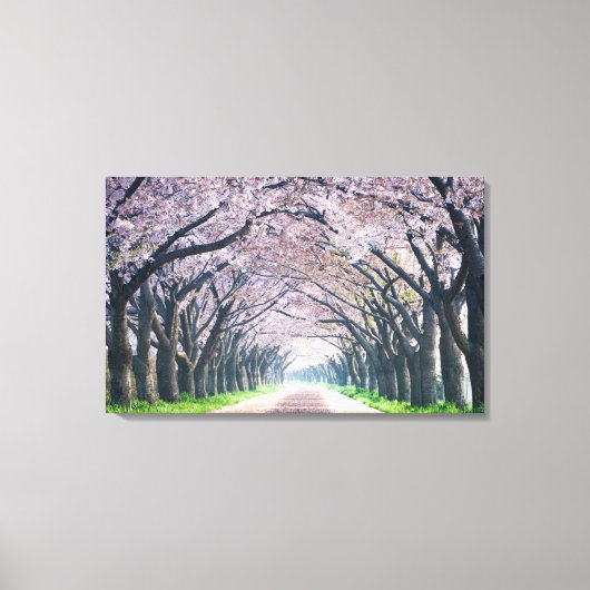 Cherry Blossom Lane Leinwanddruck (Vorderseite)