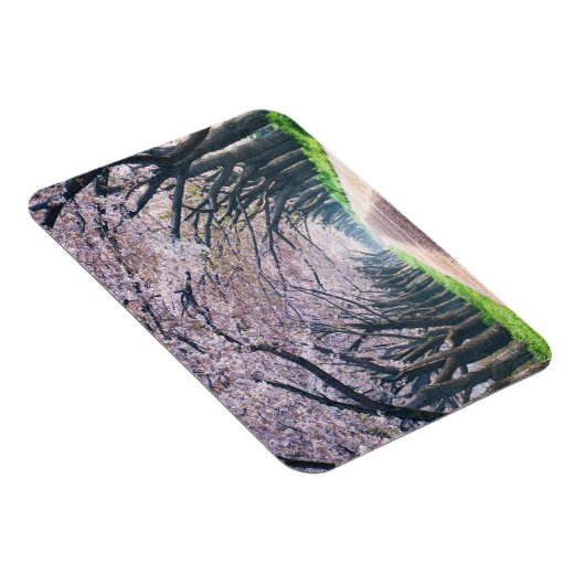 Cherry Blossom Lane Magnet (Rechte Seite)