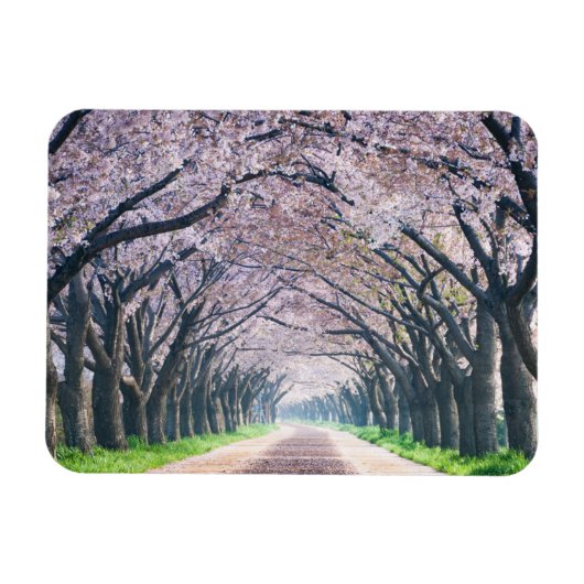 Cherry Blossom Lane Magnet (Horizontal)