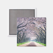 Cherry Blossom Lane Magnet (Vorderseite/Rückseite)