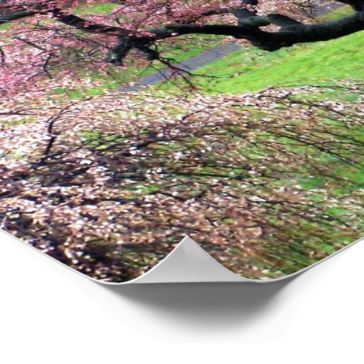 Cherry Blossom Lane Poster (Ecke)