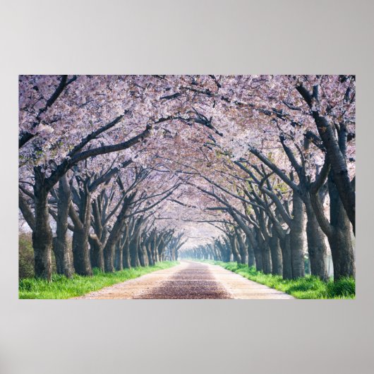 Cherry Blossom Lane Poster (Vorne)