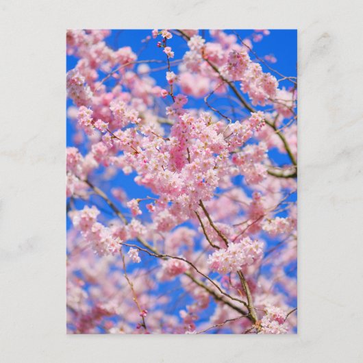 Cherry Blossom London UK Postcard Postkarte (Vorderseite)