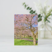 Cherry Blossom London UK Postcard Postkarte (Stehend Vorderseite)