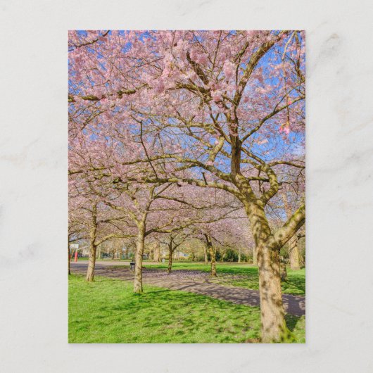 Cherry Blossom London UK Postcard Postkarte (Vorderseite)