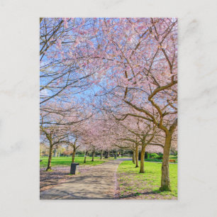 Cherry Blossom London UK Postcard Postkarte