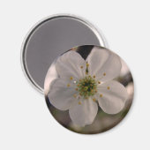 Cherry Blossom Magnet (Vorderseite/Rückseite)