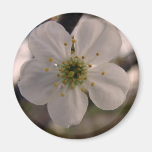 Cherry Blossom Magnet