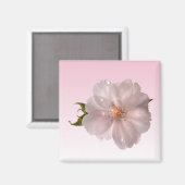 Cherry Blossom Magnet (Vorderseite/Rückseite)