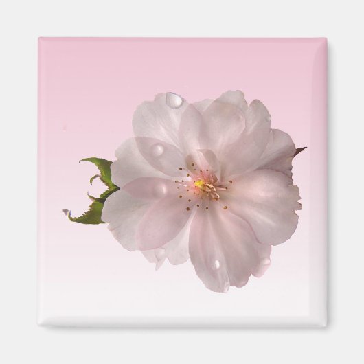Cherry Blossom Magnet (Vorne)