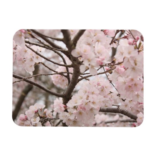 Cherry Blossom Magnet (Horizontal)