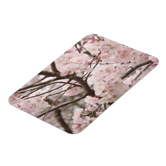 Cherry Blossom Magnet (Linke Seite)