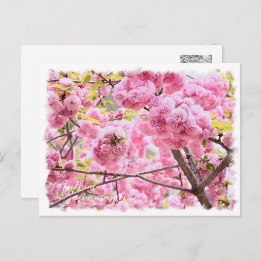 Cherry Blossom "Matsumae-benimurasaki" ポストカード Postkarte (Vorne/Hinten)