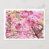 Cherry Blossom "Matsumae-benimurasaki" ポストカード Postkarte (Vorderseite)
