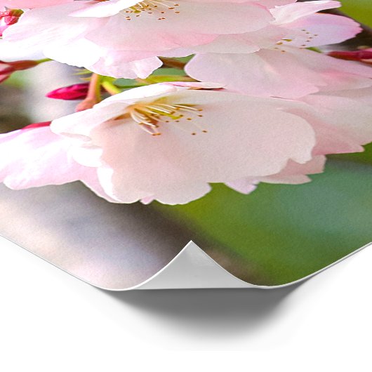 Cherry Blossom Nah Poster (Ecke)
