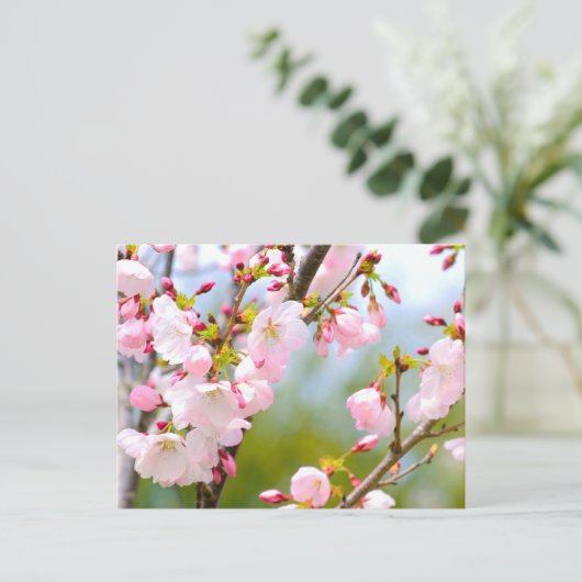 Cherry Blossom Nah Postkarte (Stehend Vorderseite)