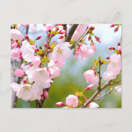 Cherry Blossom Nah Postkarte