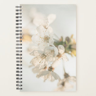 Cherry Blossom Nature Foto Planer
