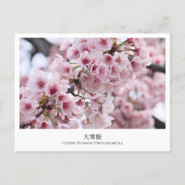 Cherry Blossom ‘Oh-kanzakura’ Postkarte