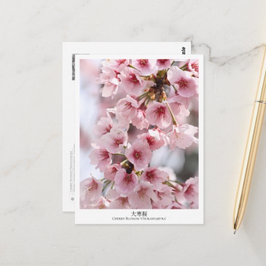 Cherry Blossom ‘Oh-kanzakura’ Postkarte (Vorderseite/Rückseite Beispiel)