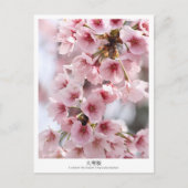 Cherry Blossom ‘Oh-kanzakura’ Postkarte (Vorderseite)