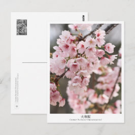 Cherry Blossom ‘Oh-kanzakura’ Postkarte