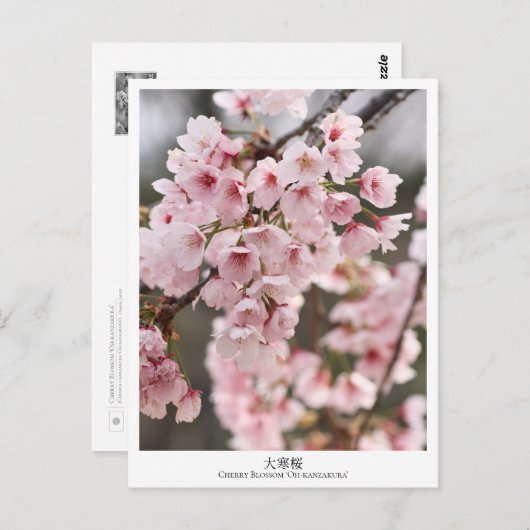 Cherry Blossom ‘Oh-kanzakura’ Postkarte (Vorne/Hinten)