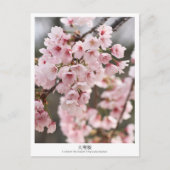 Cherry Blossom ‘Oh-kanzakura’ Postkarte (Vorderseite)