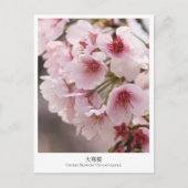 Cherry Blossom ‘Oh-kanzakura’ Postkarte (Vorderseite)