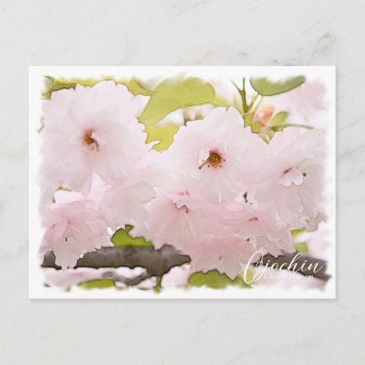 Cherry Blossom "Ojochin" ポストカード Postkarte (Vorderseite)