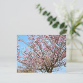 Cherry Blossom: Omoigawa Postkarte (Stehend Vorderseite)