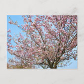 Cherry Blossom: Omoigawa Postkarte (Vorderseite)
