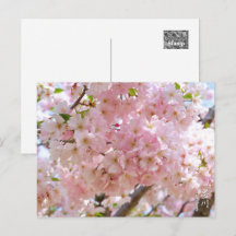 Cherry Blossom: Omoigawa