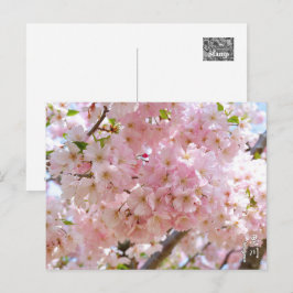 Cherry Blossom: Omoigawa Postkarte
