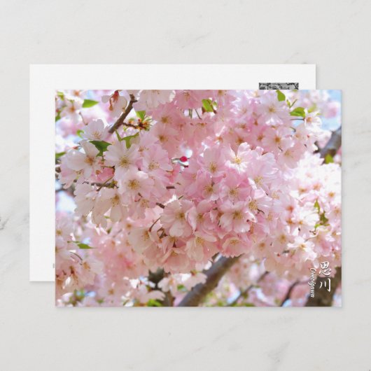 Cherry Blossom: Omoigawa Postkarte (Vorne/Hinten)