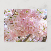 Cherry Blossom: Omoigawa Postkarte (Vorderseite)
