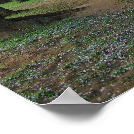 Cherry Blossom Path 12x16 Poster (Ecke)