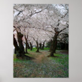 Cherry Blossom Path 12x16 Poster (Vorne)