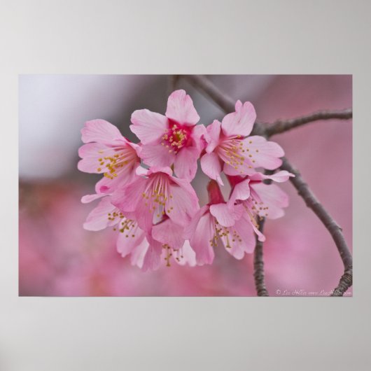 Cherry Blossom Pink Pastel Bouquet Poster (Vorne)