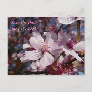 Cherry Blossom Postcard Ankündigungspostkarte