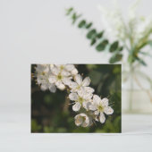 Cherry Blossom Postcard Postkarte (Stehend Vorderseite)